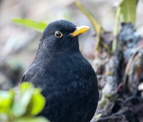 Close up of a blackbird perched on a tree branch