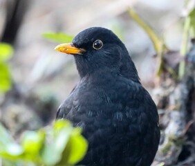Fototapeta premium Close up of a blackbird perched on a tree branch
