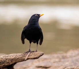 Closeup of a blackbird perched on a rock