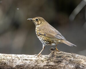 Closeup of a song thrush perched on a log