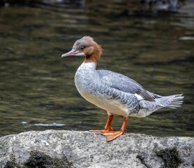 Stunning Goosander bird perched on a large rock on a serene shoreline