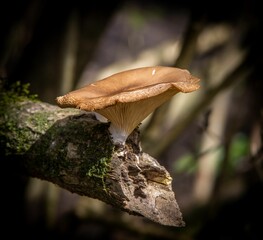 Fototapeta premium a brown mushroom on a tree branch with moss surrounding it