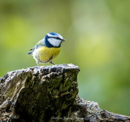 Small blue tit bird perched atop a stump
