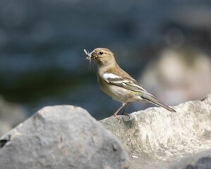 Small Chaffinch bird perched on a rocky surface