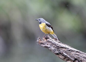 Small grey wagtail bird perched atop a thin tree branch, looking alert and ready to take flight