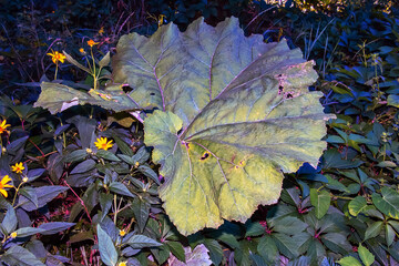 Arctium lappa. Arctium lappa, greater burdock, edible burdock, lappa, beggar's buttons, thorny...