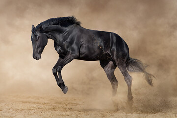 Obraz na płótnie Canvas Beautiful black horse in motion