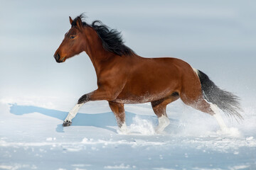 Piebald horse run gallop in snow