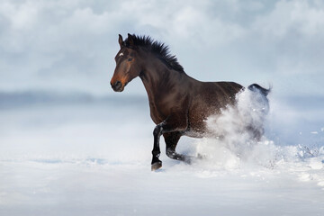 Horse free run in snow