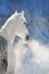 Horse portrait in winter frozen day