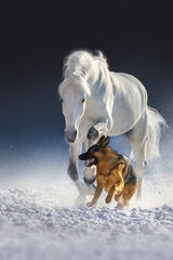 Horse and dog in snow