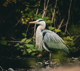 a heron is looking to its left while standing in the water