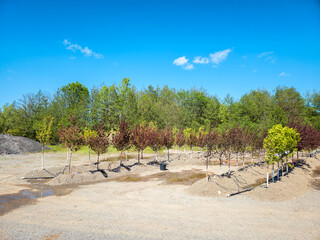 Landscape Wide View of Baby Trees Planted in Lines with Dripping Irrigation System.
