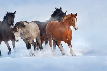 Horses run in snow field