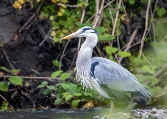 Majestic grey heron stands atop a rocky shoreline, gazing out over the River Cynon