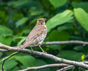 Naklejka na ściany i meble Brown song thrush bird perched atop a branch in a lush green environment