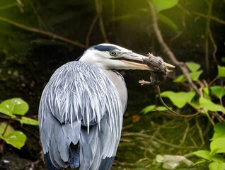 Fototapeta premium Majestic grey heron stands atop a rocky shoreline, gazing out over the River Cynon