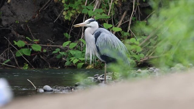 Selective-focus view of a grey heron standing on rocks in a river
