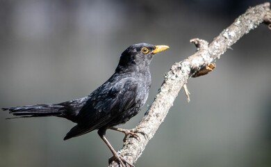 Blackbird perched on a tree branch in a natural outdoor setting