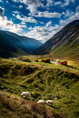 Tranquil Highland Landscape with grazing sheep in Norway's Historic Strynefjellet Valley