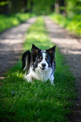 Fototapeta premium Pies rasowy Border Collie, letni trening psów, w tle zielone drzewa, ujęcie z przodu
