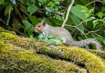 the squirrel is eating an ivy in the middle of a moss covered tree branch