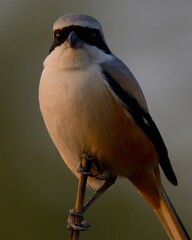 Long-tailed Shrike (Lanius schach) portrait shot during sunset.