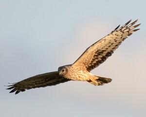 Hen Harrier (Circus cyaneus) flying in beautiful sunlight.

A bird that loves flying. Often seen around afternoon gliding over fields looking for birds and rodents.