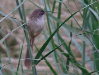 Jerdon's Babbler (Chrysomma altirostre scindicum). 

Listed as 