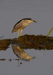 Black-crowned Night Heron (Nycticorax nycticorax) with its own reflection during Sunset.