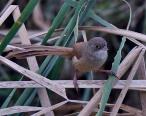 Jerdon’s Babbler (Chrysomma altirostre)

Listed as “Vulnerable” on the IUCN Red List of...