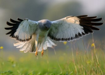 Hen Harrier (Circus cyaneus)

A bird that loves flying. Often seen around afternoon gliding over fields looking for birds and rodents to hunt. 

Its face is quite owl like. 