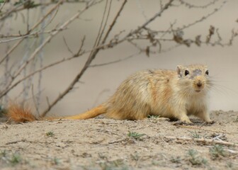 Indian Desert Jird (Meriones hurrianae)

A diurnal species of Rodents found in the deserts of India, Pakistan, Iran. It is a cute little animal. Hurrying here and there.

