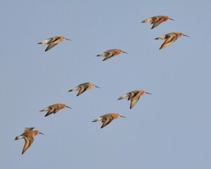 A flock of Curlew Sandpiper (Calidris ferruginea) in flight over the Indus River of Pakistan.

This bird is listed as “Near Threatened” on the IUCN Red List of Threatened Species. 