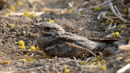 Eurasian Nightjar or European Nightjar (Caprimulgus europaeus).

A fledgling. A magnificent looking bird. Has a very large mouth to eat insects in flight.

Flight is different too from other Birds.