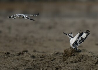 Territorial fight of Pied Kingfisher (Ceryle rudis).

A common and widespread Kingfisher in...
