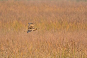 Eurasian Bittern or Great Bittern (Botaurus stellaris).

A rare and shy winter visitor to Pakistan. Mostly seen in flight. 

See how beautifully the bird matches the reeds in the background.