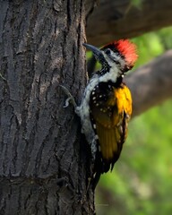 Black-rumped Flameback (Dinopium benghalense).

The most common and widespread Woodpecker in...