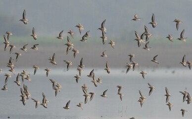 A flock of Waders over a lake of Indus River in Pakistan.

Stints, Sandpipers, Dunlins etc.