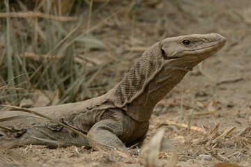 Bengal Monitor or Indian Monitor (Varanus bengalensis).

A large Lizard found in Pakistan and other countries. A very good climber, hunter. Can hunt on ground as well as in trees.