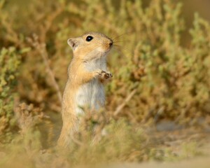 Indian Desert Jird (Meriones hurrianae)

A diurnal species of Rodents found in the deserts of India, Pakistan, Iran. It is a cute little animal. Hurrying here and there.


