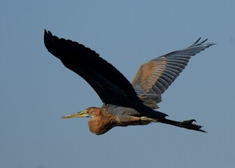 Purple Heron (Ardea purpurea) in flight.

The neck can extend quite a bit, and the Heron uses it to strike suddenly at prey. 

It eats many aquatic animals: Snakes, frogs etc.