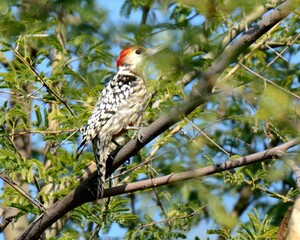 Yellow-crowned Woodpecker (Leiopicus mahrattensis).