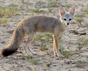 Naklejka na ściany i meble Bengal Fox or Indian Fox (Vulpes bengalensis)A tiny and cute little fox of the arid regions of Pakistan and India. I have seen it only once.