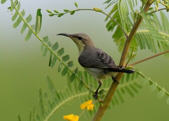 Purple Sunbird (Cinnyris asiaticus) portrait shot. 

This is female. Male is much more colorful.

The Sunbirds are hummingbird like birds found in Pakistan and other countries.