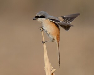 Long-tailed Shrike (Lanius schach).

The Shrikes are known as 