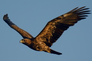An Eagle in flight. I am not sure about the identification of this bird, it looks like Steppe Eagle.