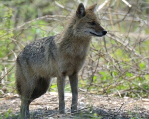 Golden Jackal (Canis aureus) out in the open during daytime.
