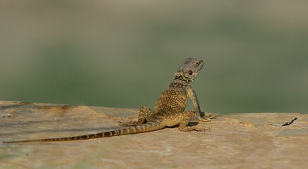 Large-scaled Rock Agama (Laudakia nupta nupta)

A medium sized Lizard found in the arid mountains of Pakistan and neighboring countries. 

