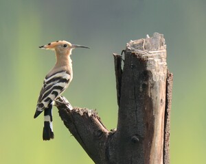 Common Hoopoe or Eurasian Hoopoe (Upupa epops). perched upon a tree. 

A holy bird in Islam. It is...